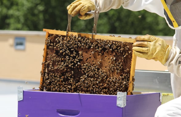 Ongoing Commitment to Biodiversity